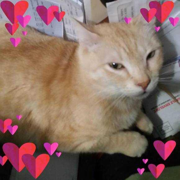 Meet your Posher, Belle - Picture 1 of 1